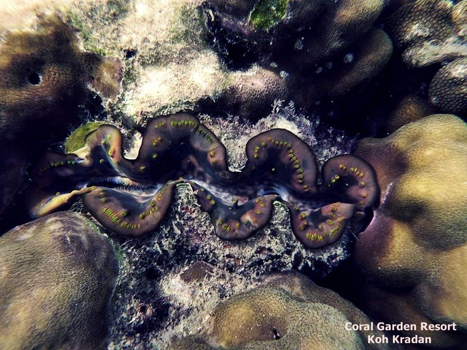 Coral Garden Resort Крадан Экстерьер фото