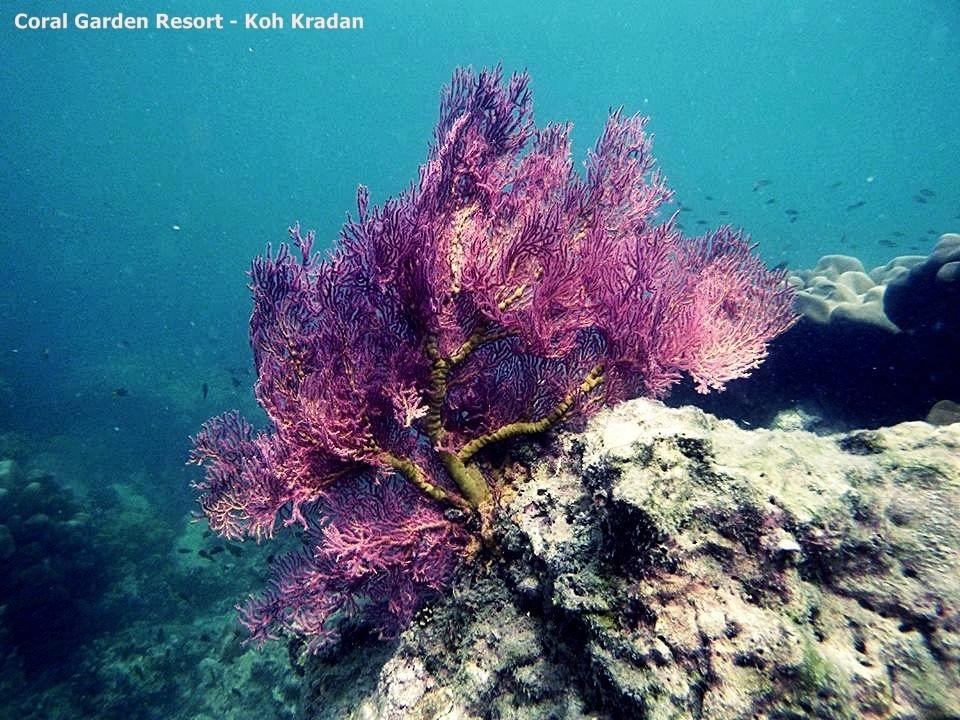 Coral Garden Resort Крадан Экстерьер фото