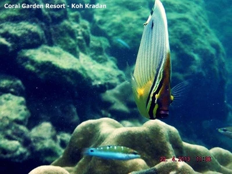 Coral Garden Resort Крадан Экстерьер фото