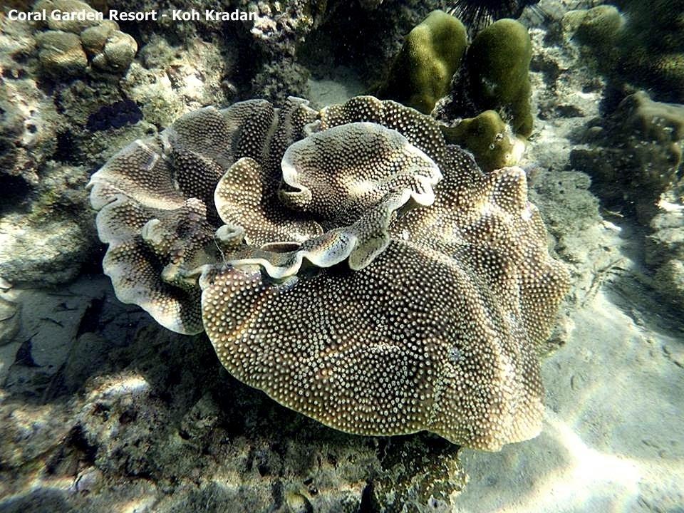 Coral Garden Resort Крадан Экстерьер фото